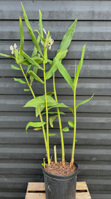 Ginger Plant ‘White Butterfly’