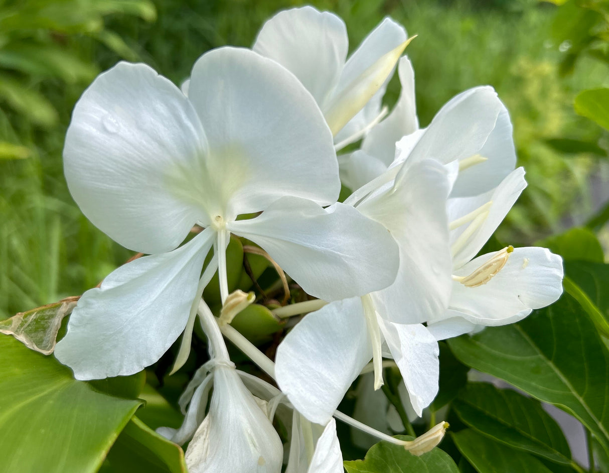 Ginger Plant ‘White Butterfly’