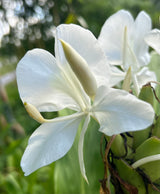 Ginger Plant ‘White Butterfly’