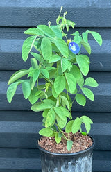 butterfly pea plant in pot Blue Butterfly Pea Plant – Incredible Edible Landscapes