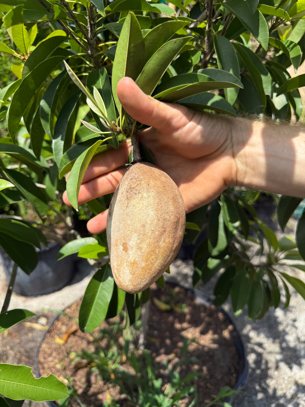 Sapodilla Tree 'Butterscotch'