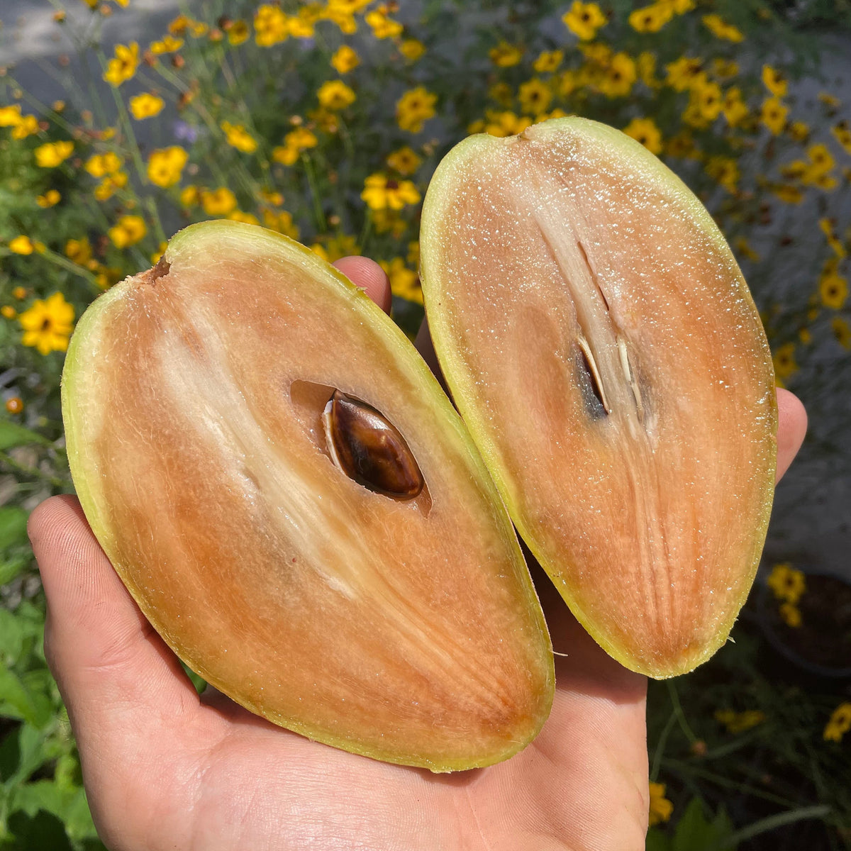 Sapodilla Tree 'Butterscotch' – Incredible Edible Landscapes