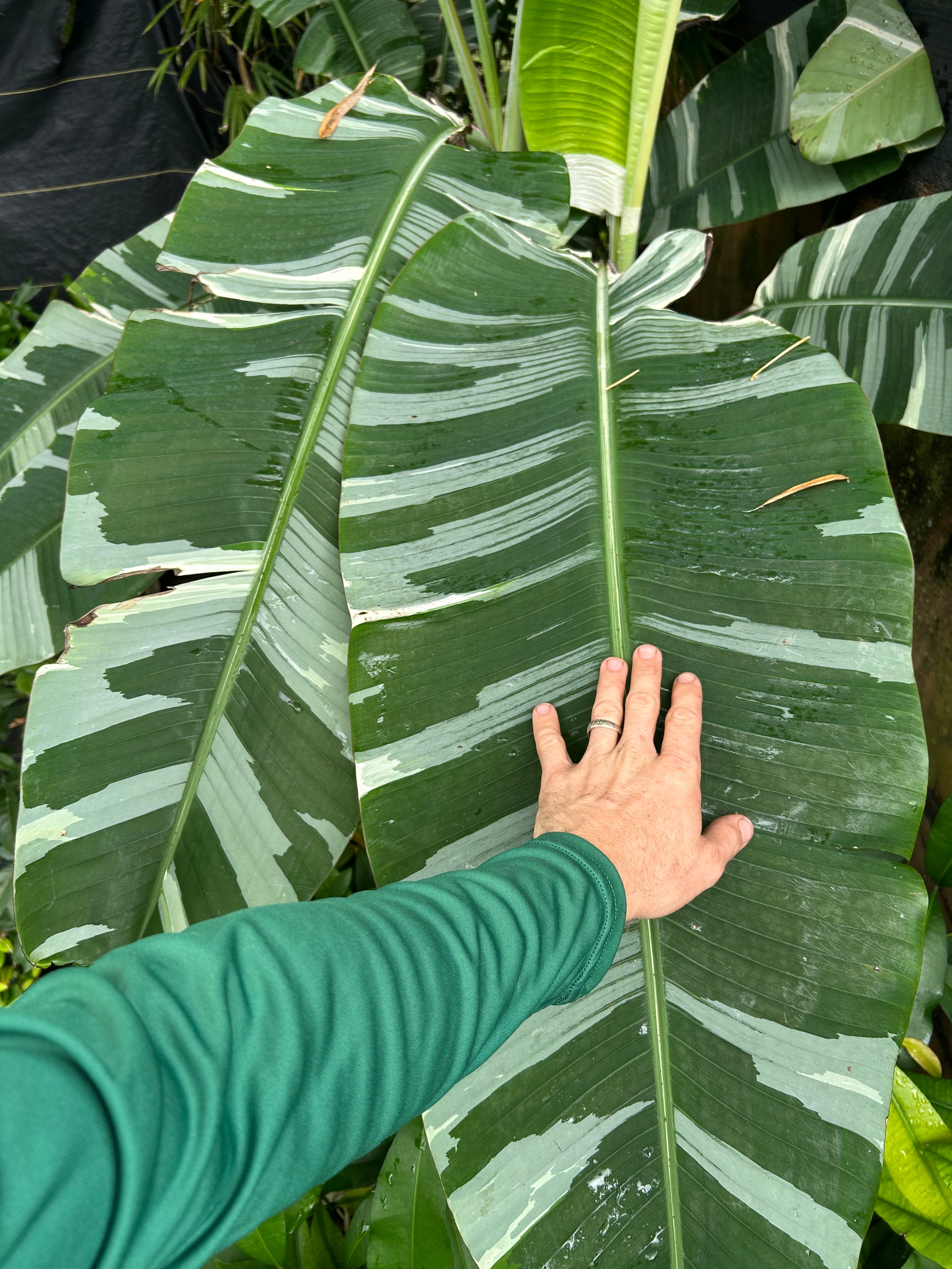 Banana - Musa 'Florida' (variegated) – Incredible Edible Landscapes