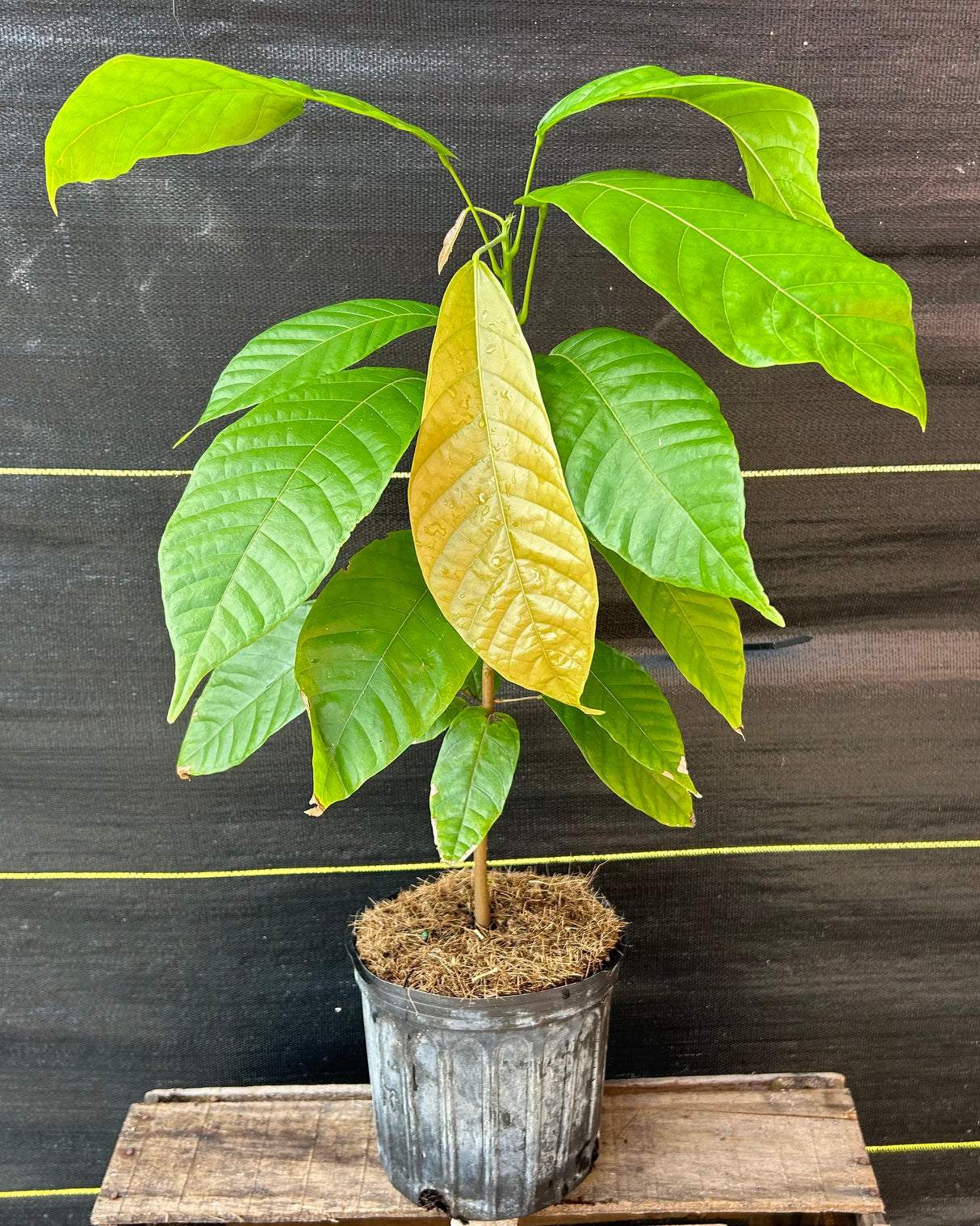 Cacao Tree