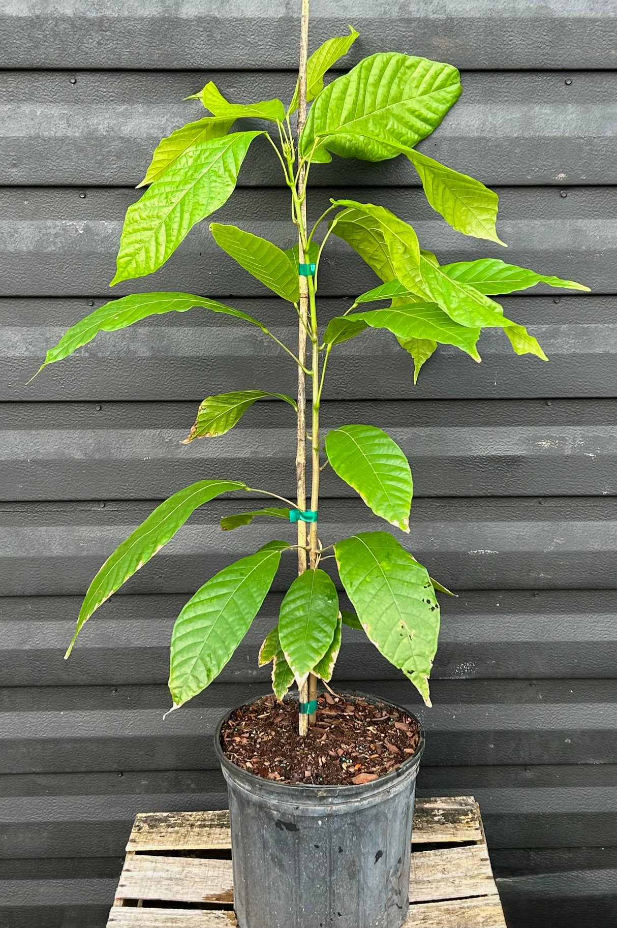 Cacao Tree