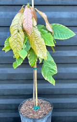Cacao Tree