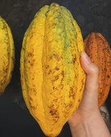 Cacao Tree