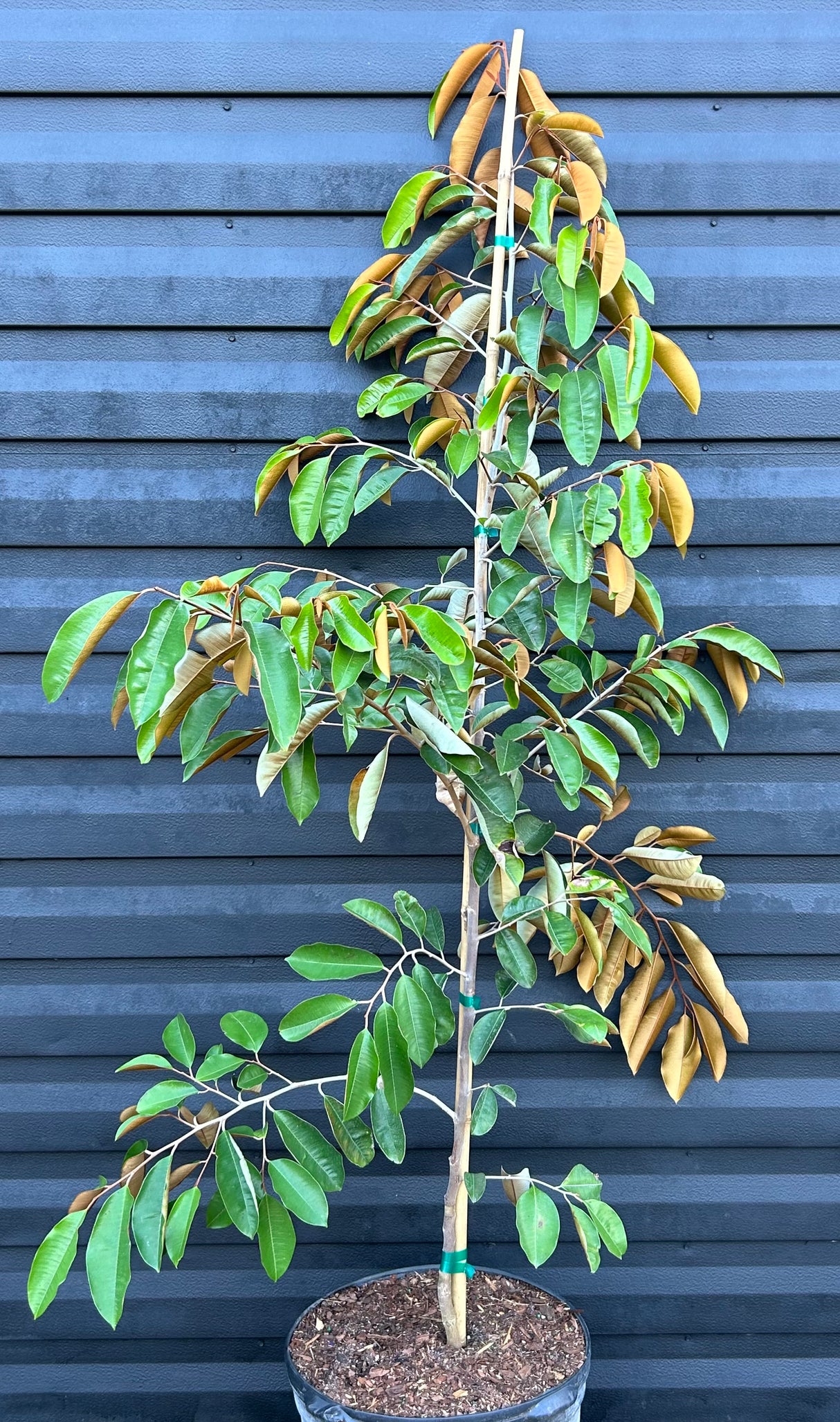 Caimito Tree 'Burgess'