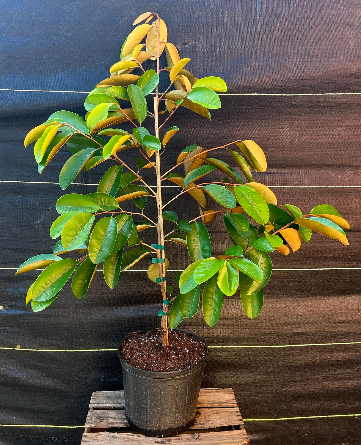 Caimito Tree 'Hippolito'