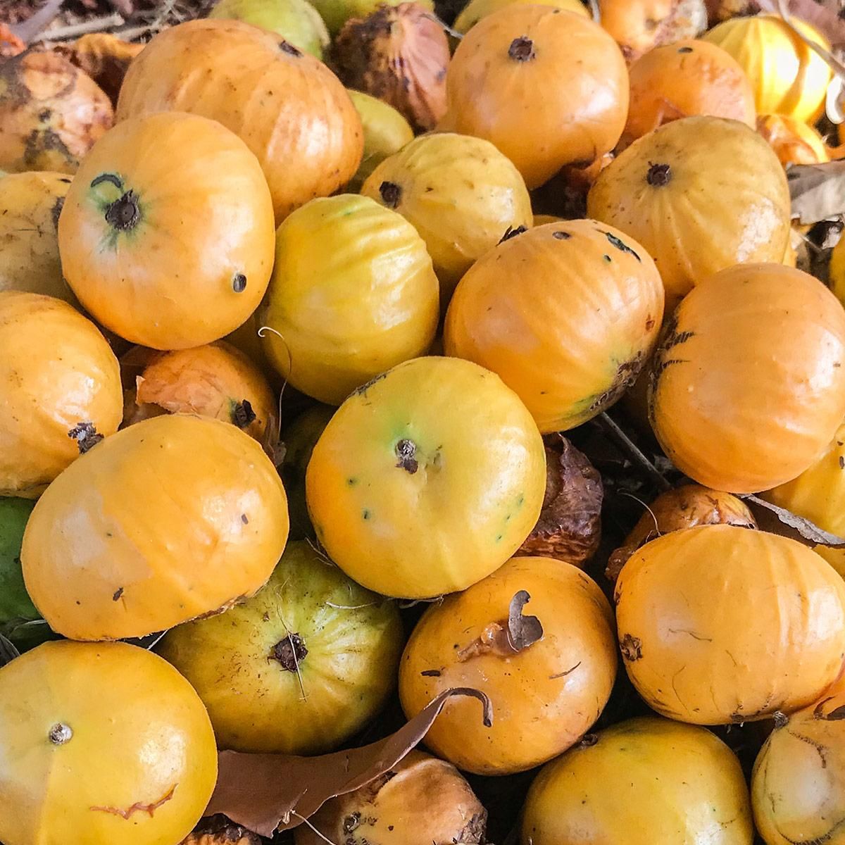 Jaboticaba Tree 'Cambuca' – Incredible Edible Landscapes