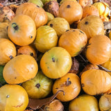 Jaboticaba Tree 'Cambuca'