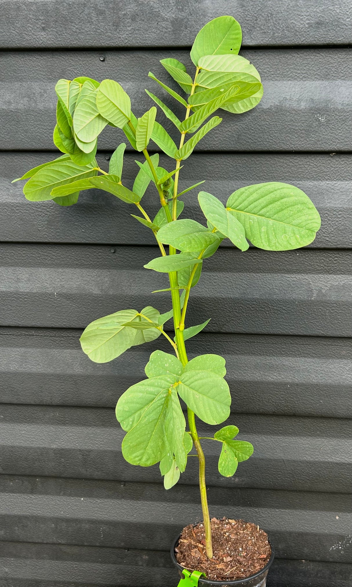 Candlestick Cassia Plant