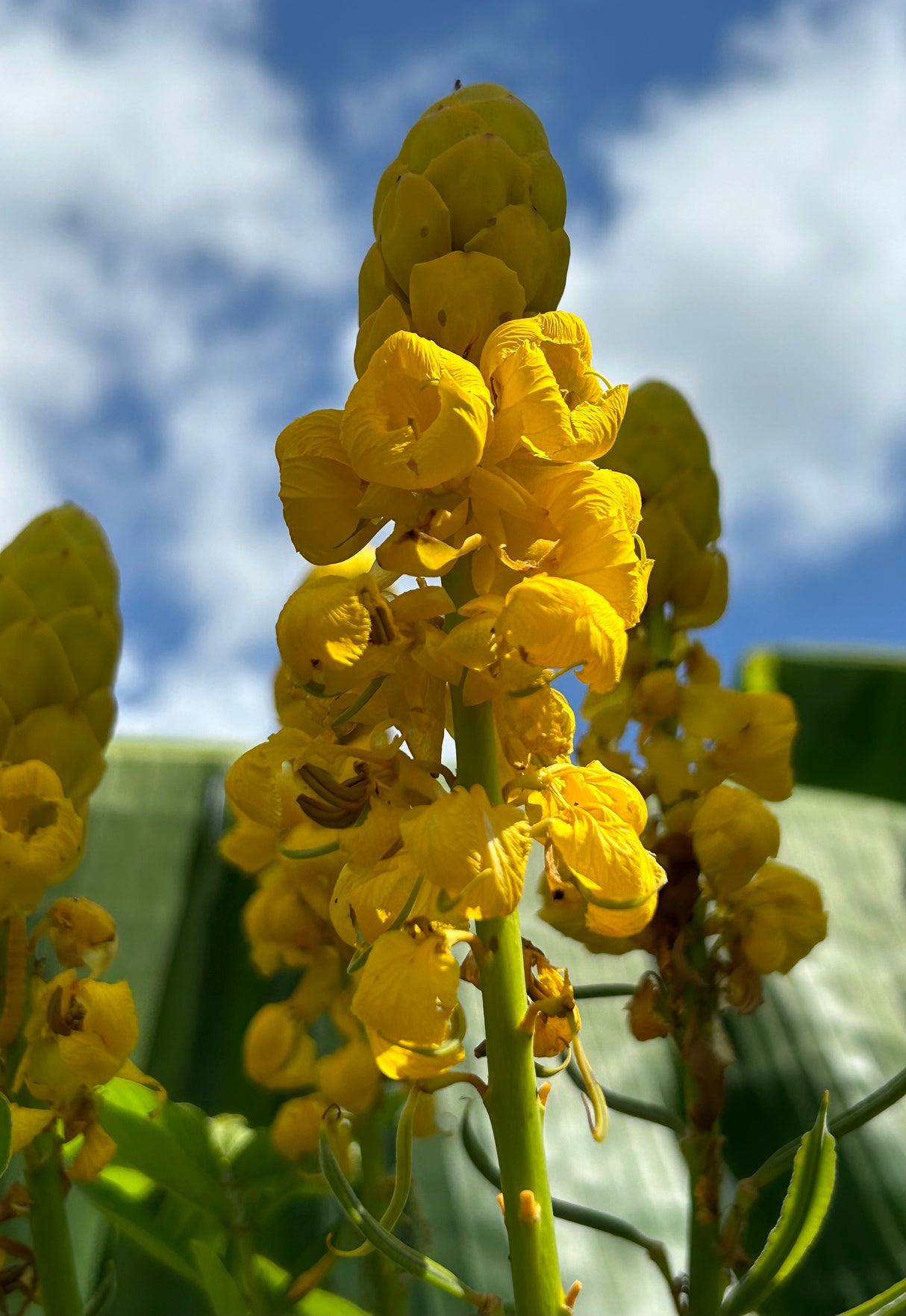 Candlestick Cassia Plant