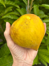 Canistel Tree ‘Bruce’