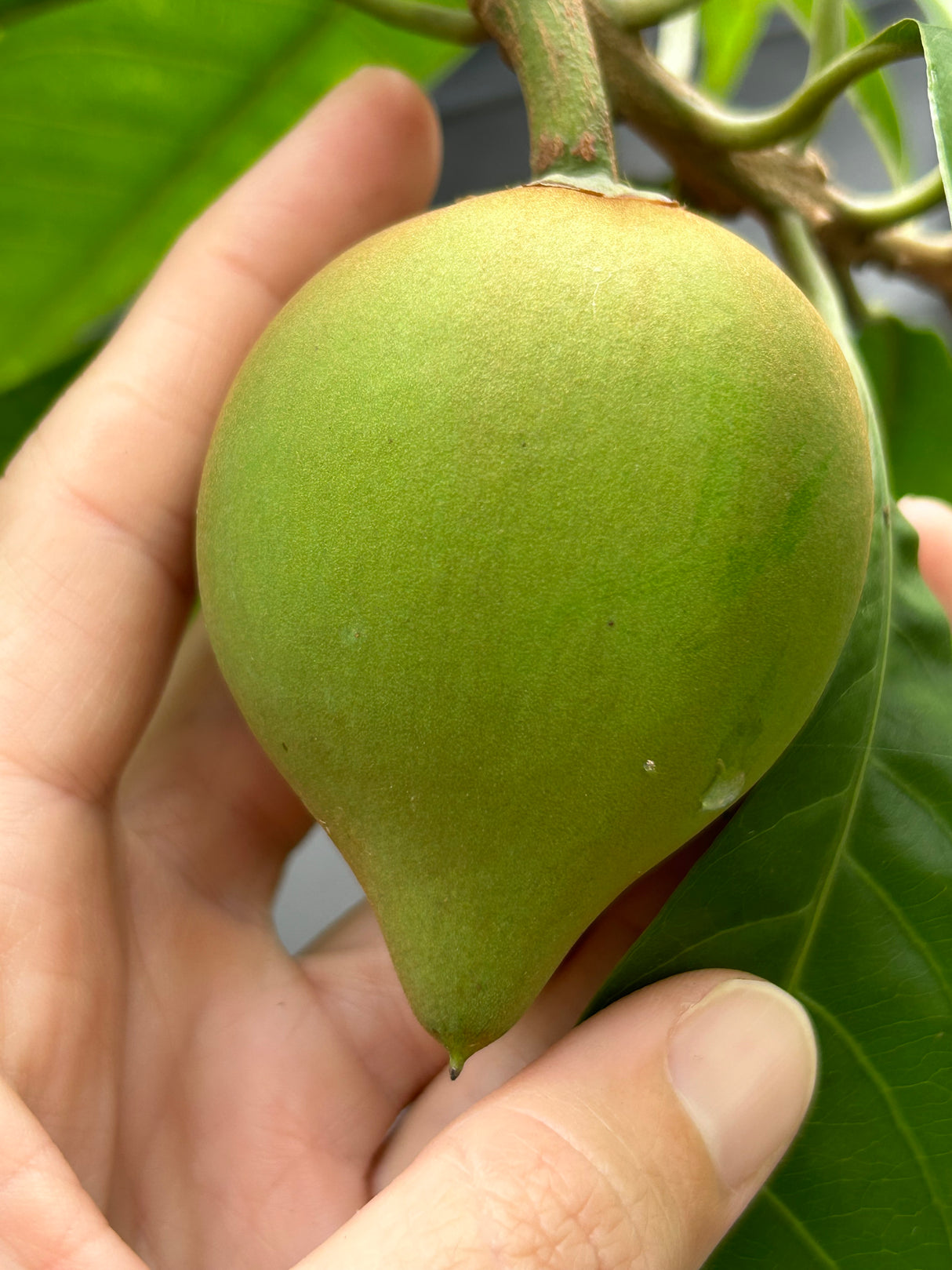 Canistel Tree ‘Oro’
