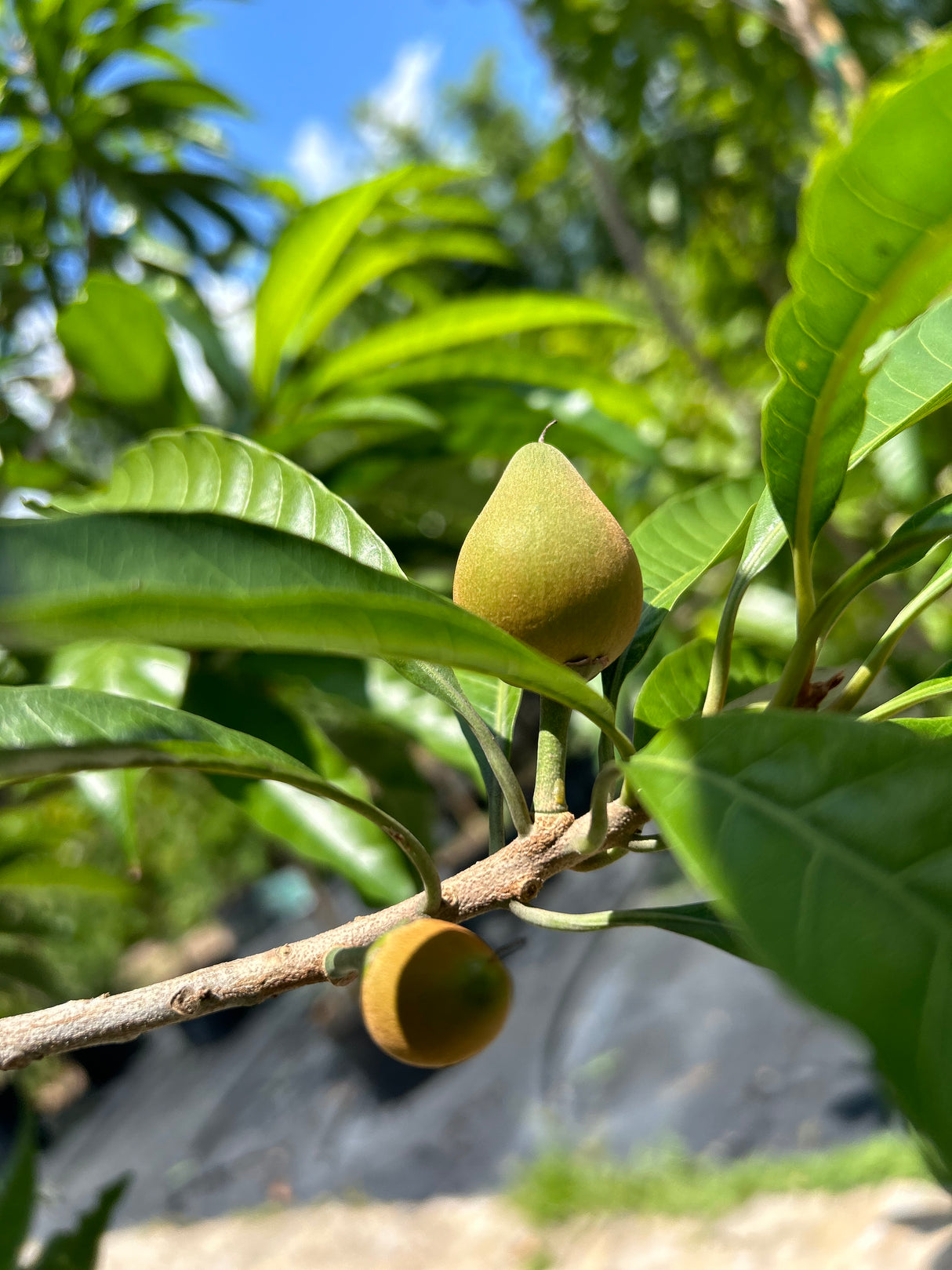 Canistel Tree ‘Fairchild #2’