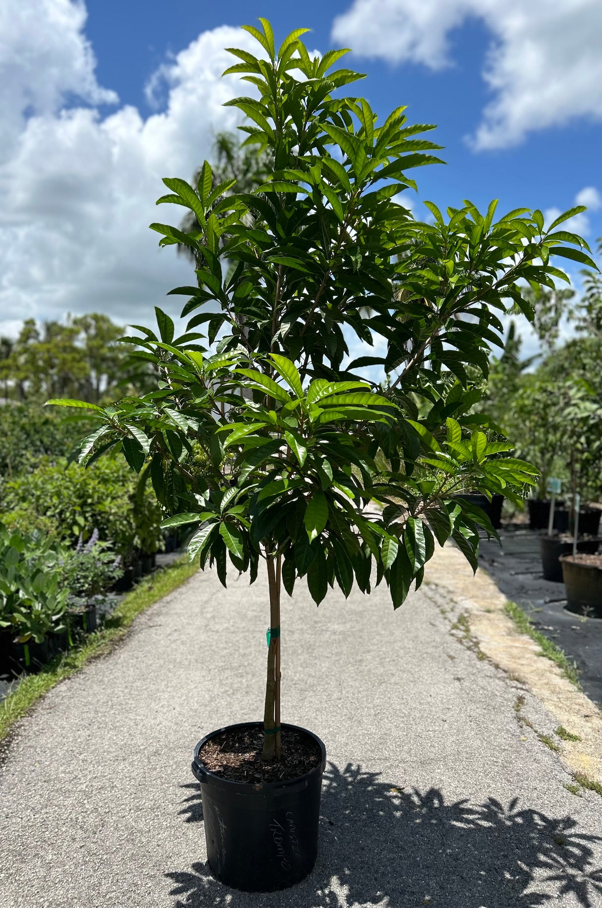 Canistel Tree ‘Trompo’