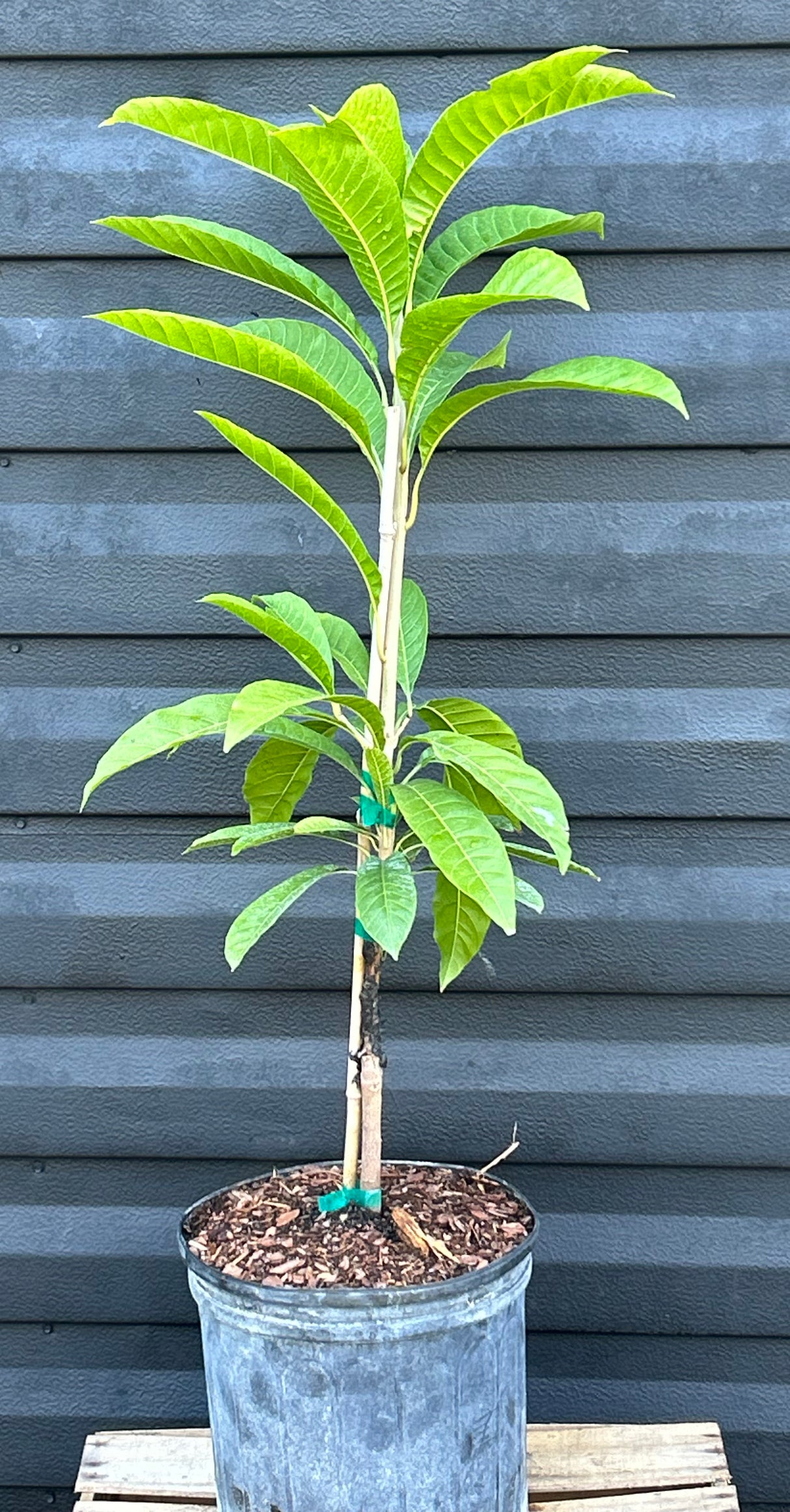 Canistel Tree ‘Oro’