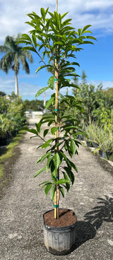 Canistel Tree ‘Bruce’