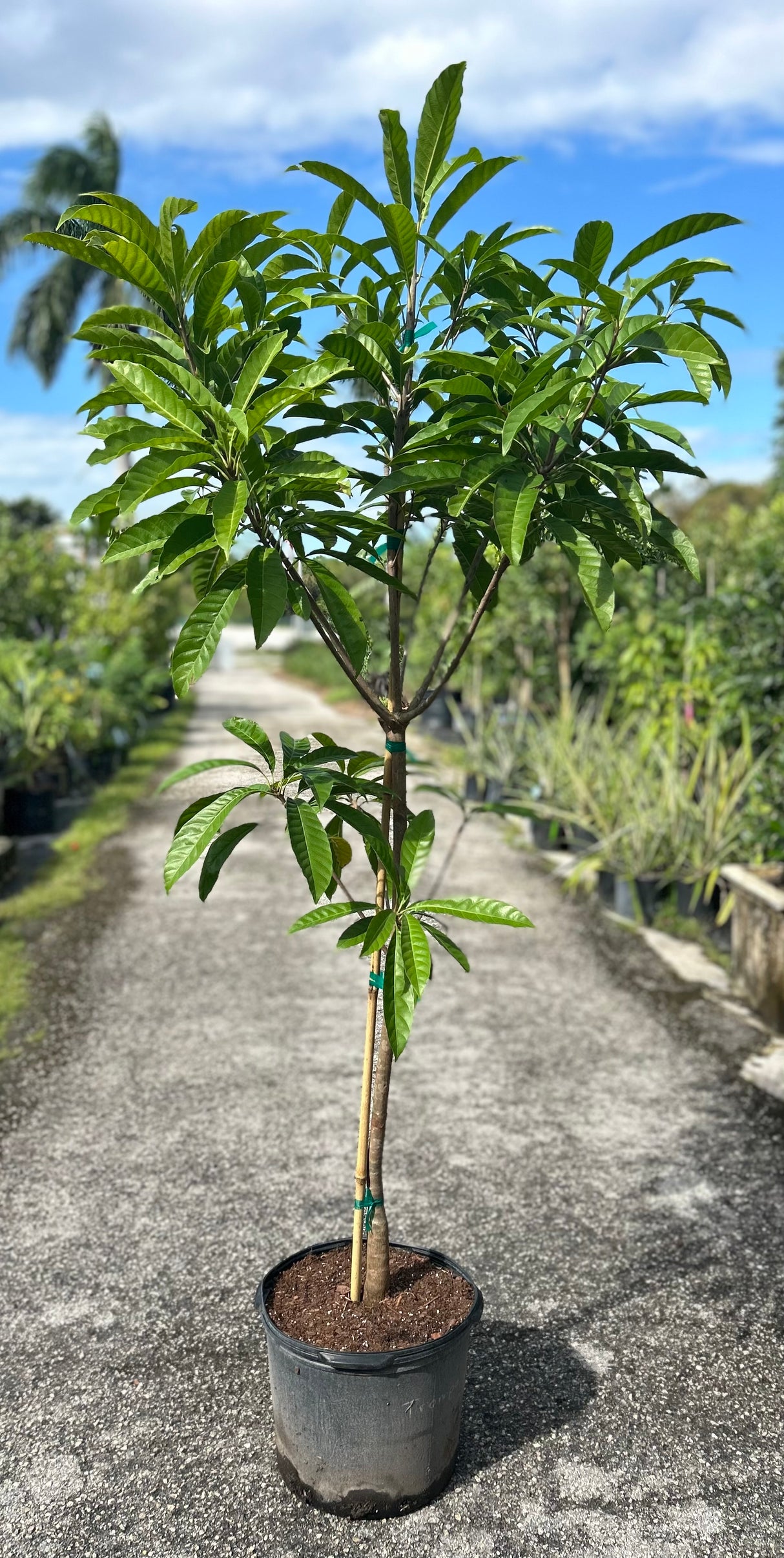 Canistel Tree ‘Fairchild #2’