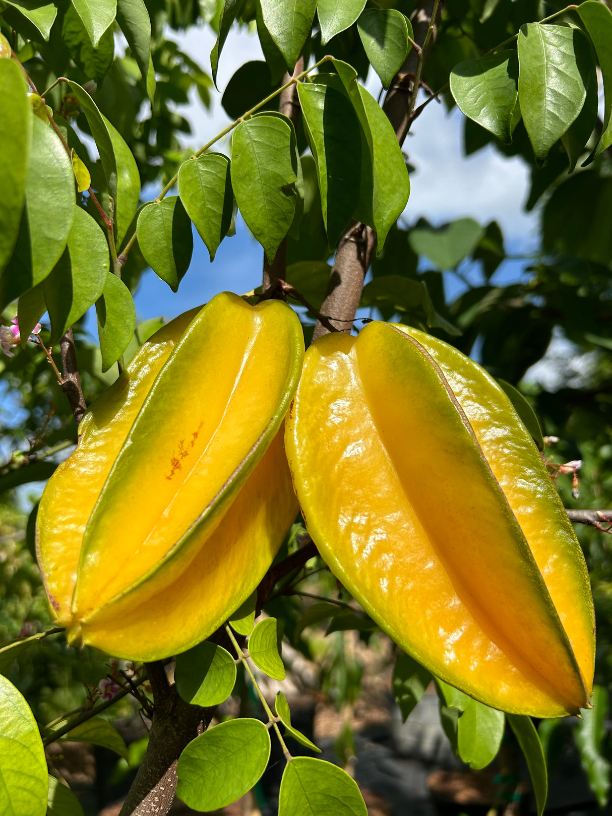 Carambola (Starfruit) Tree 'Bell'