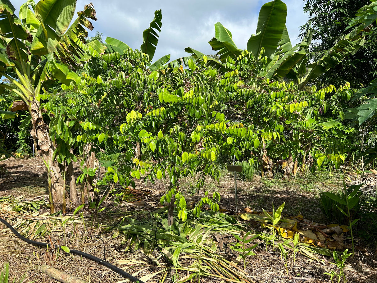 Carambola (Starfruit) Tree 'Lara'
