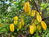 Carambola (Starfruit) Tree 'Bell'