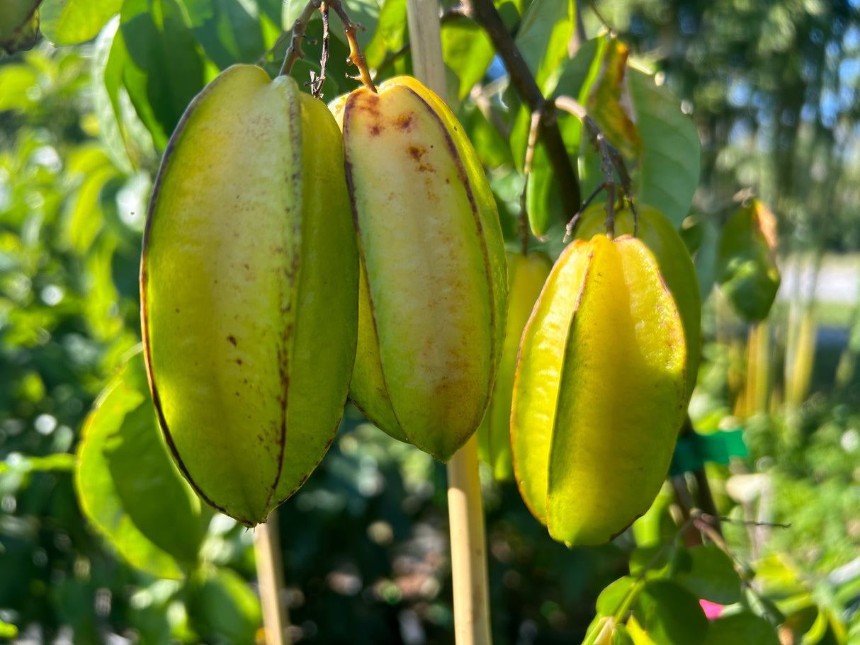 Carambola (Starfruit) Tree 'Dwarf Hawaiian'