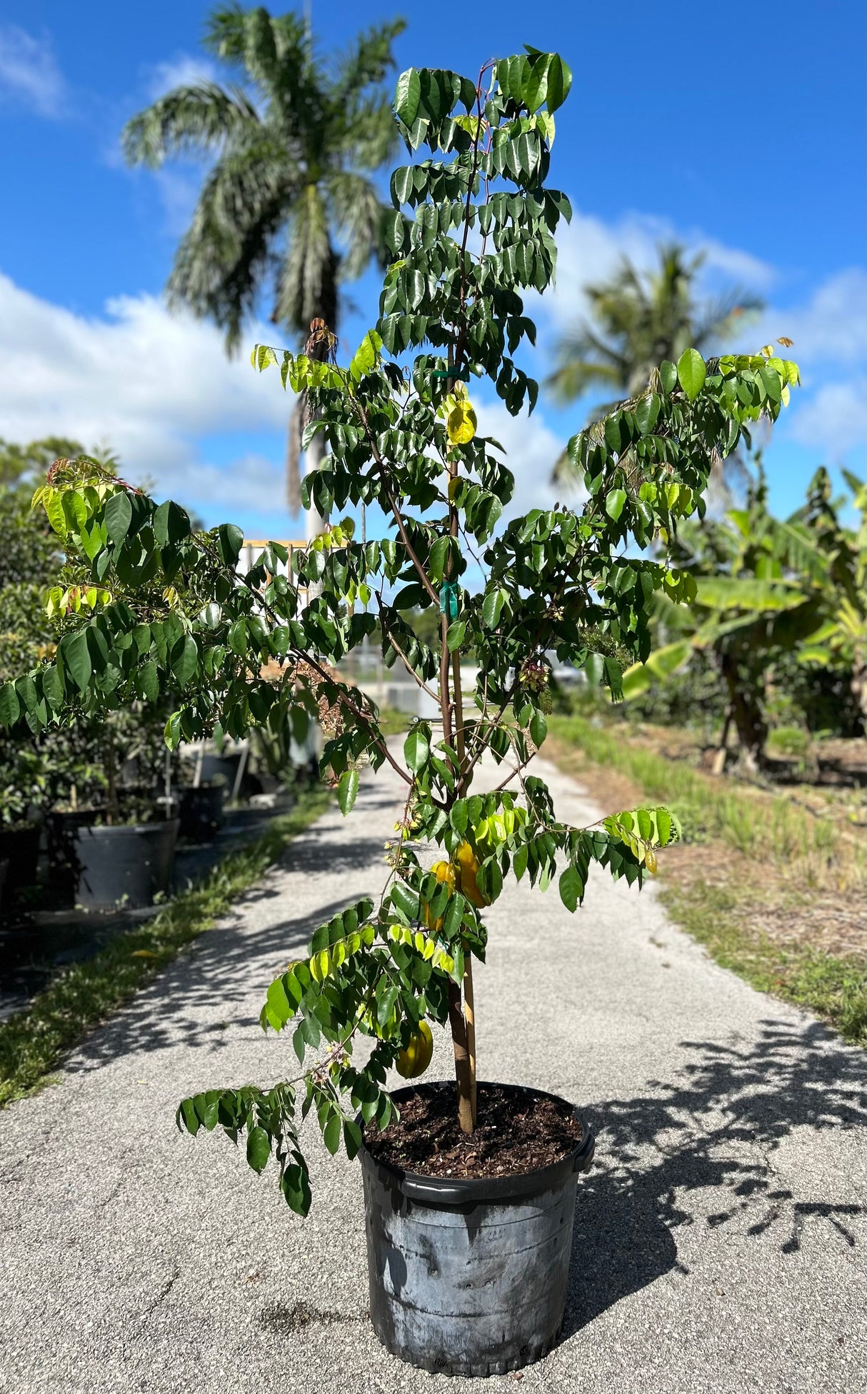 Carambola (Starfruit) Tree 'Lara'