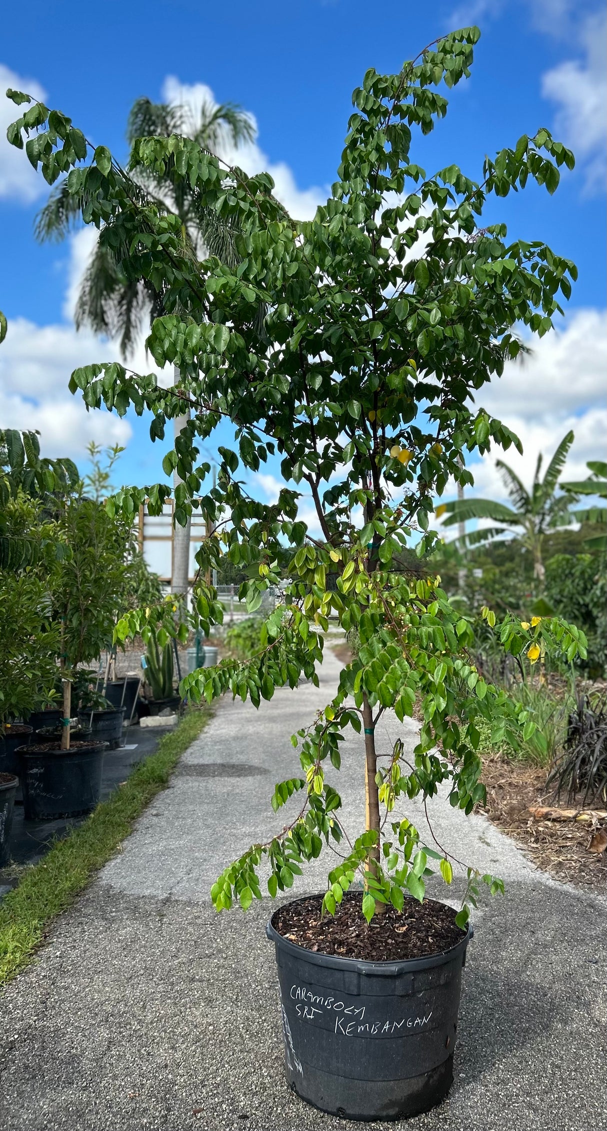 Carambola (Starfruit) Tree 'Lara'