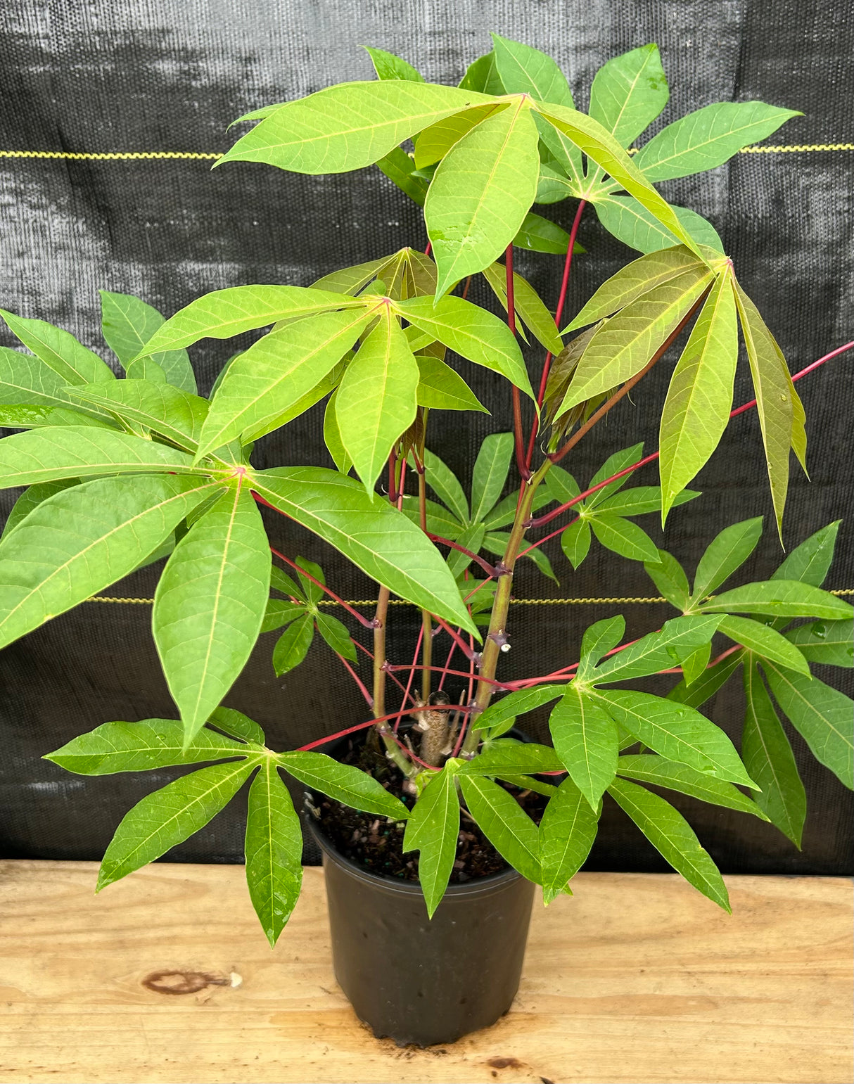 Cassava ‘Manteiga’ (Manihot esculenta) 1g