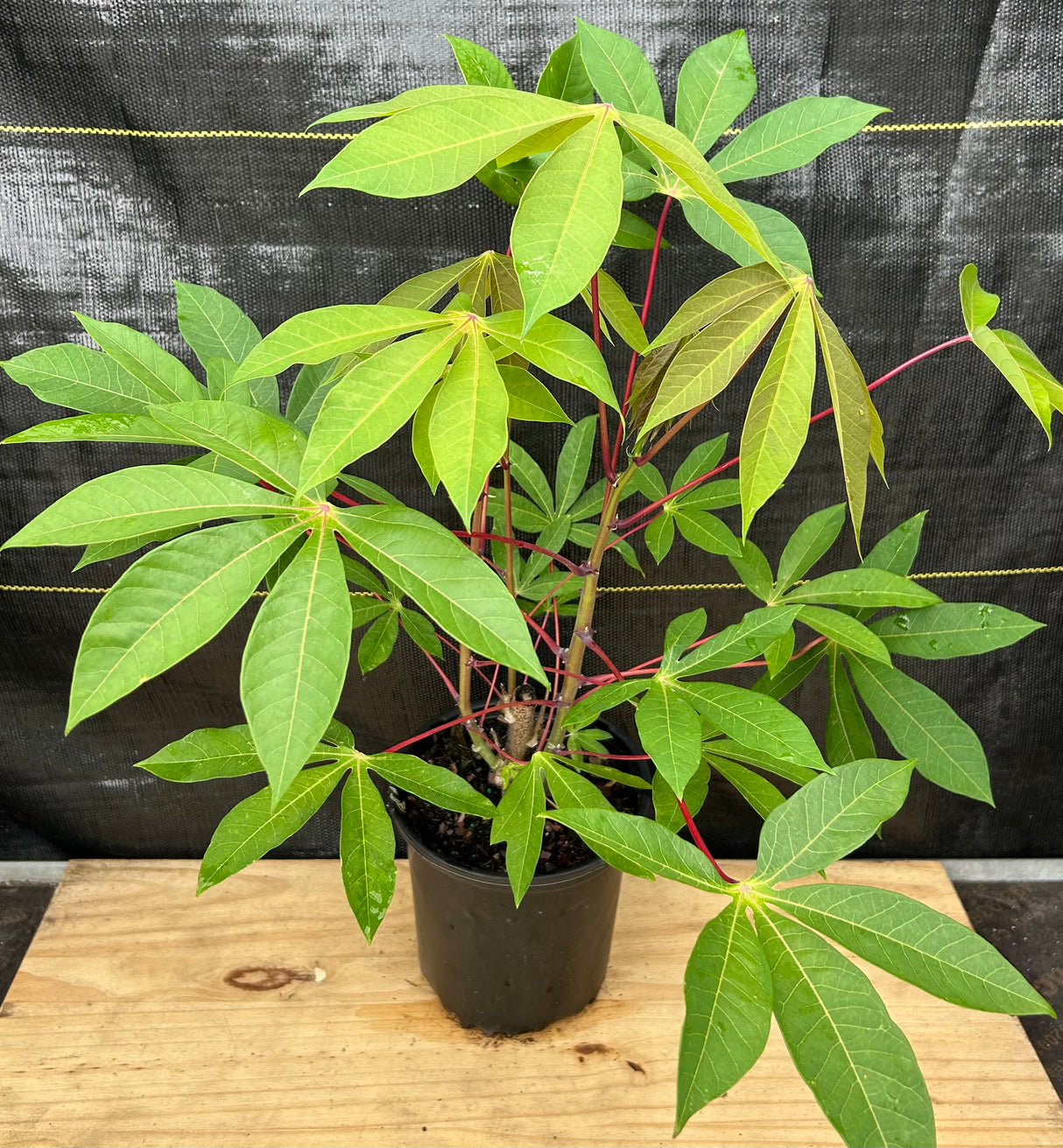 Cassava ‘Manteiga’ (Manihot esculenta) 1g