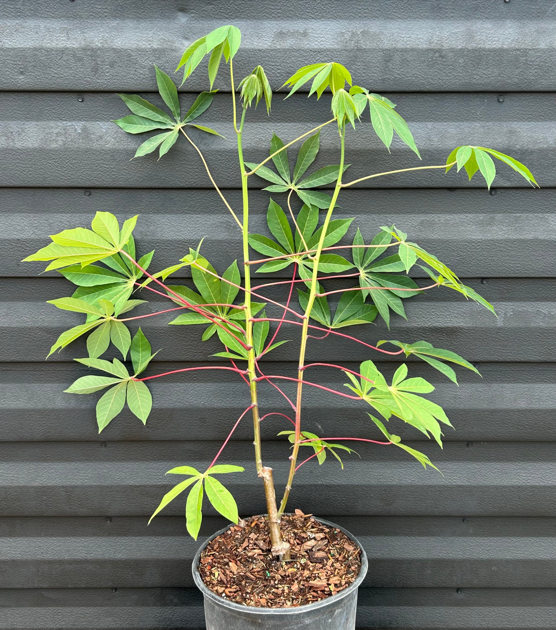 cassava house plant Cassava Plant ‘Manteiga’