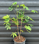 Cassava Plant ‘Togo’