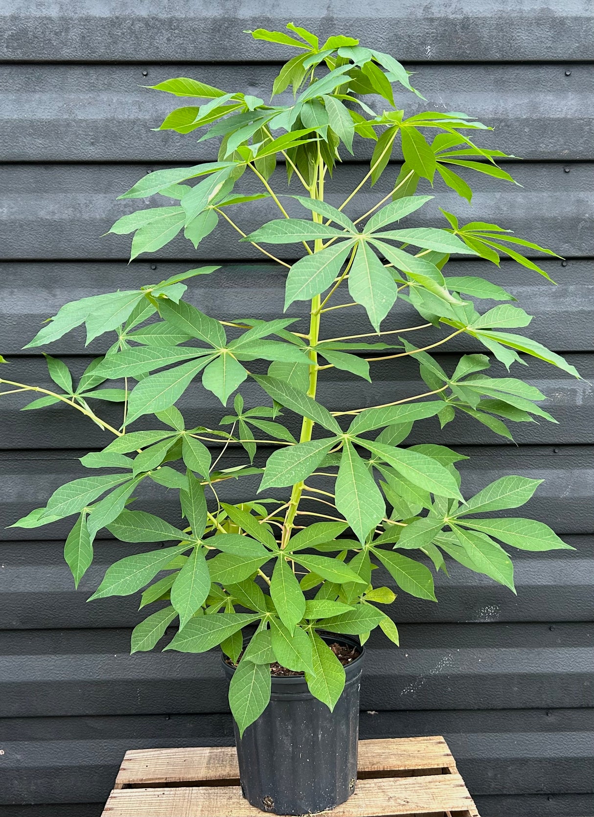 Cassava Plant ‘Togo’