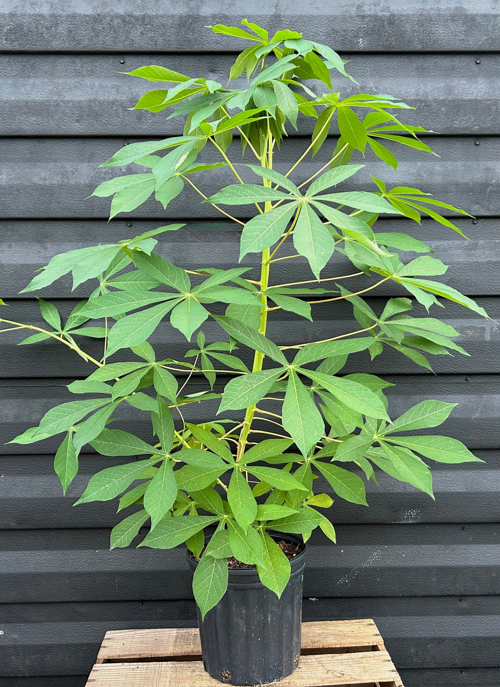 Cassava Plant 'Manteiga' – Incredible Edible Landscapes