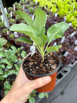 Leafy Greens - 4 inch pot