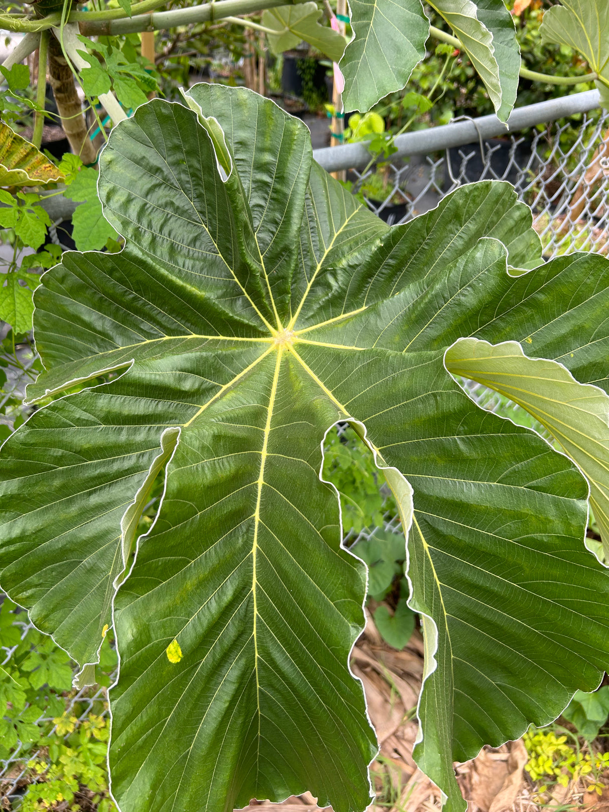 Cecropia Tree