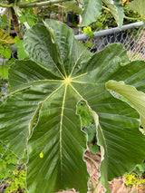 Cecropia Tree
