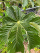 Cecropia Tree – Incredible Edible Landscapes