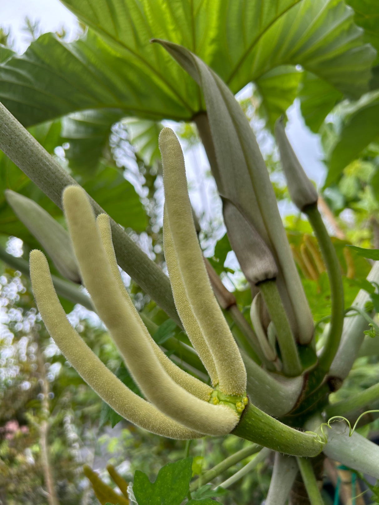 Cecropia Tree