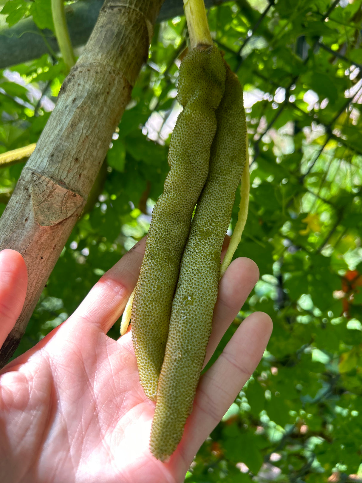 Cecropia Tree