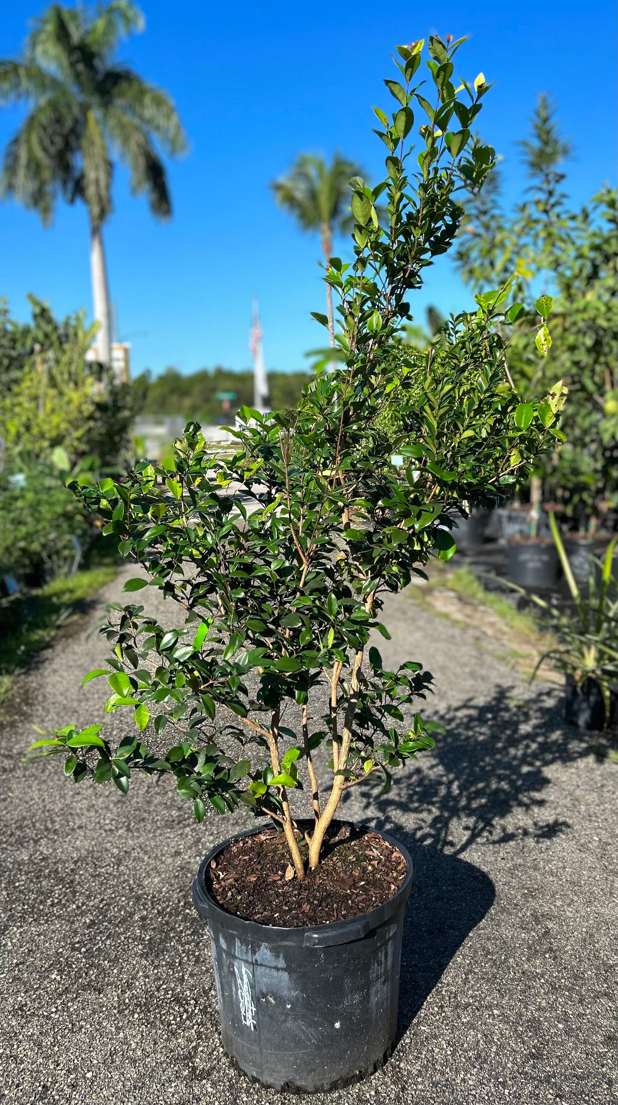 Incredible Edible Landscapes Cedar Bay Cherry