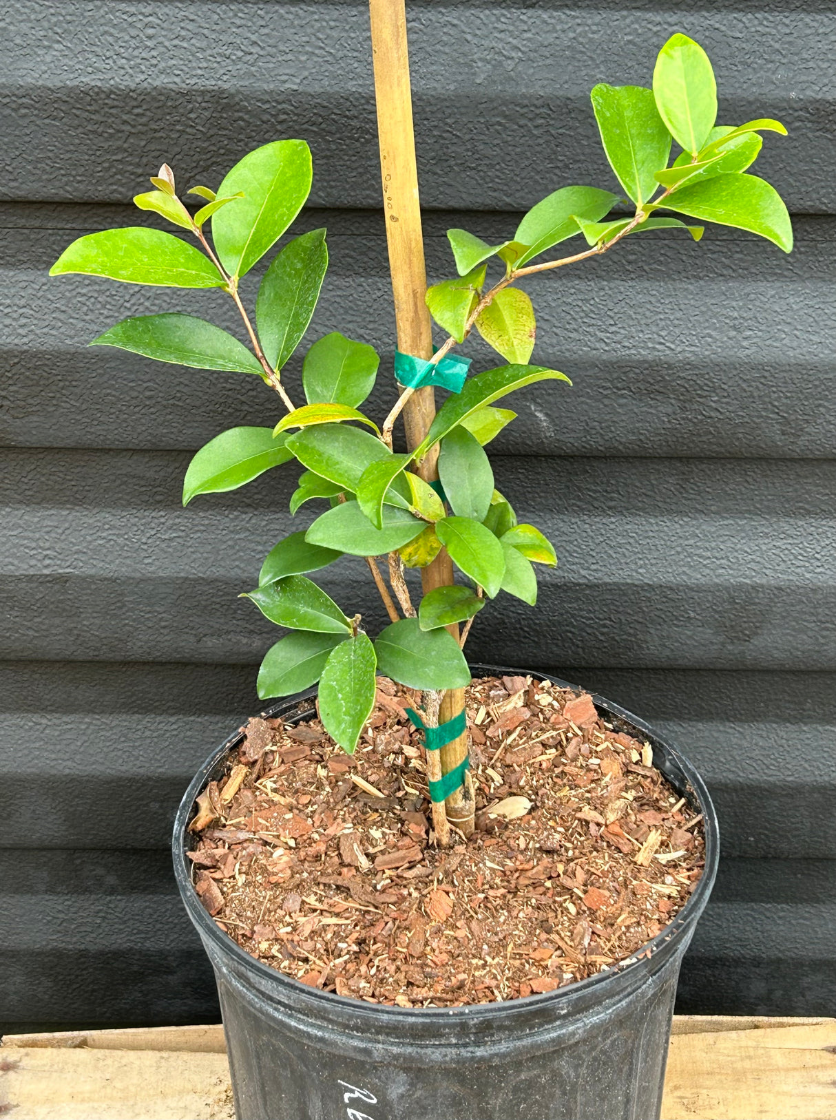 Cedar Bay Cherry