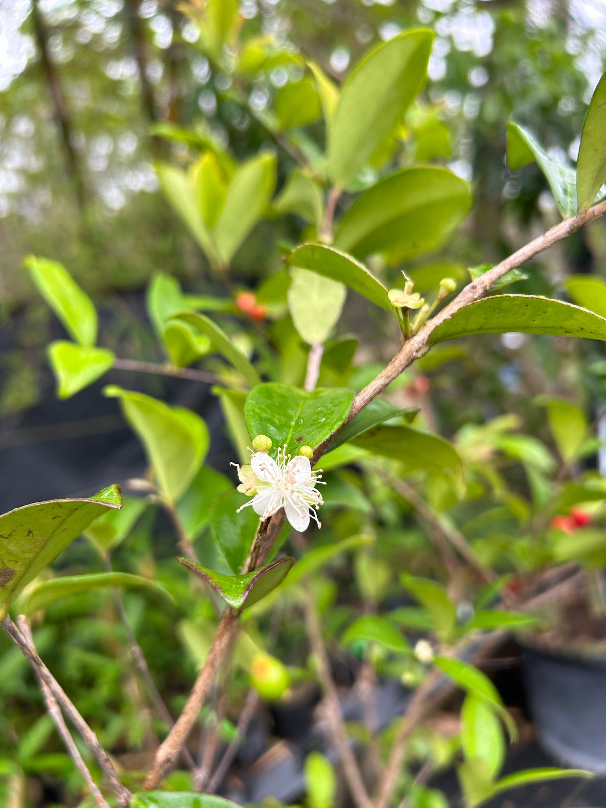 Cedar Bay Cherry