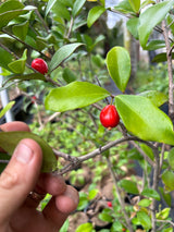 Cedar Bay Cherry