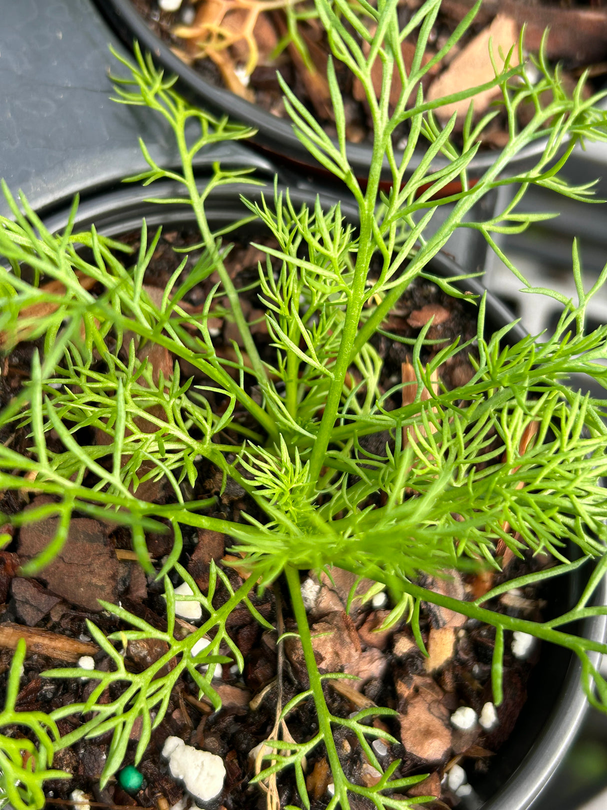 Annual Flowers - 6 inch pot