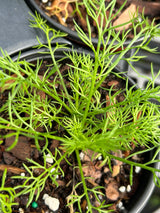 Annual Flowers - 6 inch pot