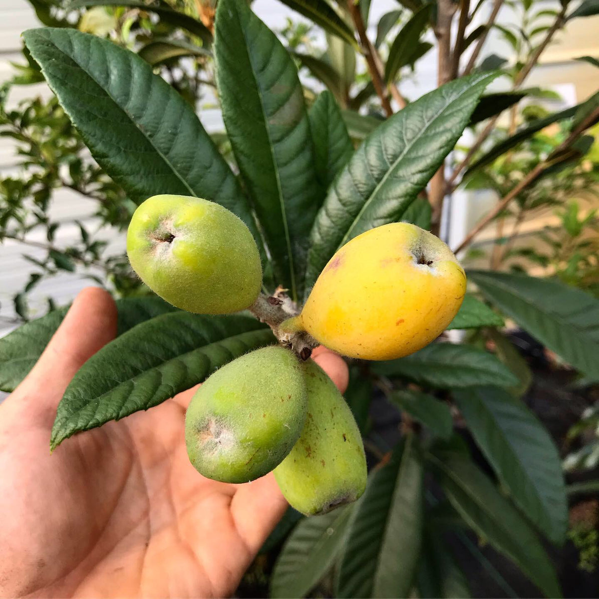 Loquat Tree 'Champagne' – Incredible Edible Landscapes