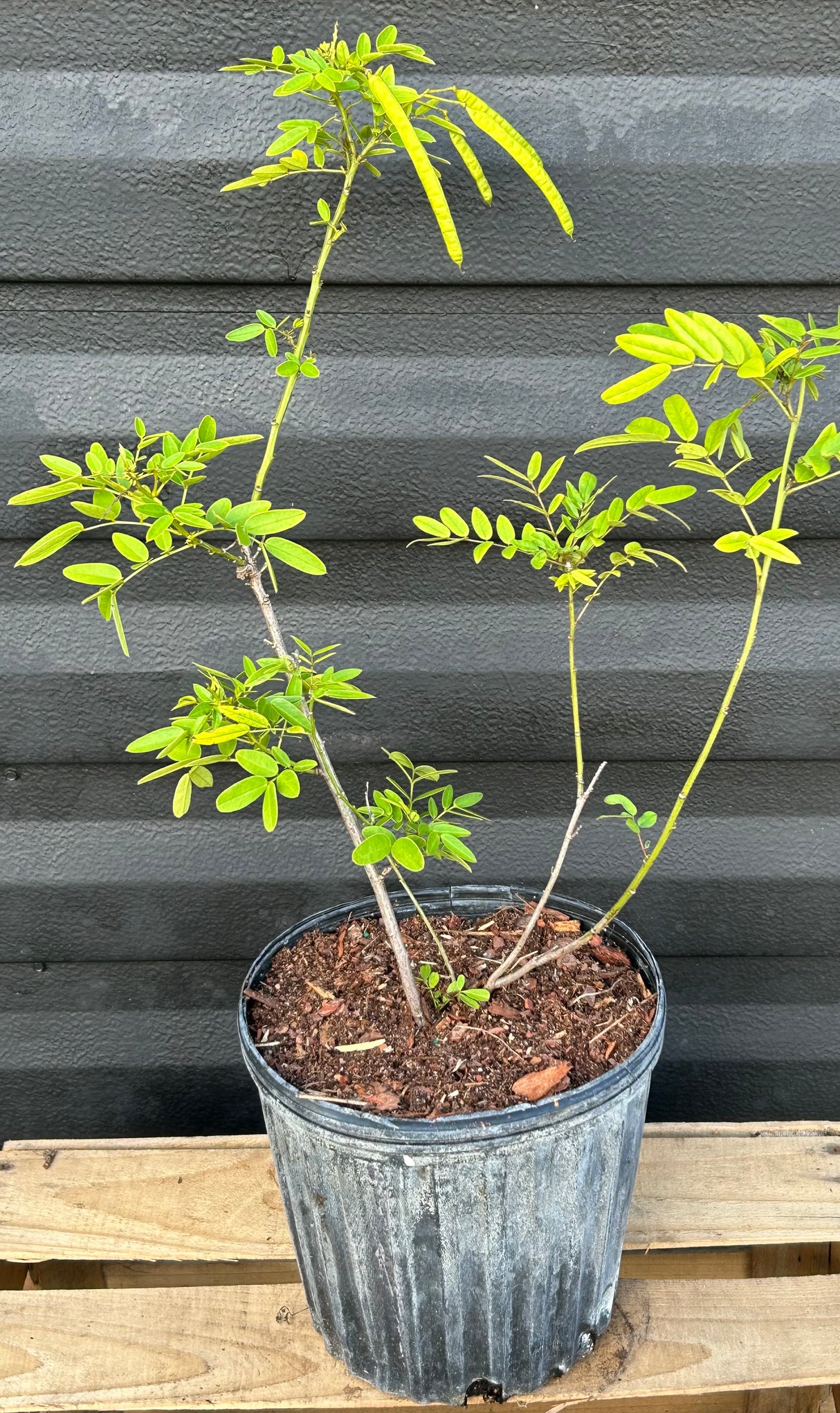 Privet Senna Plant